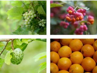 Hướng dẫn chọn trái cây cho mâm ngũ quả đẹp, ý nghĩa